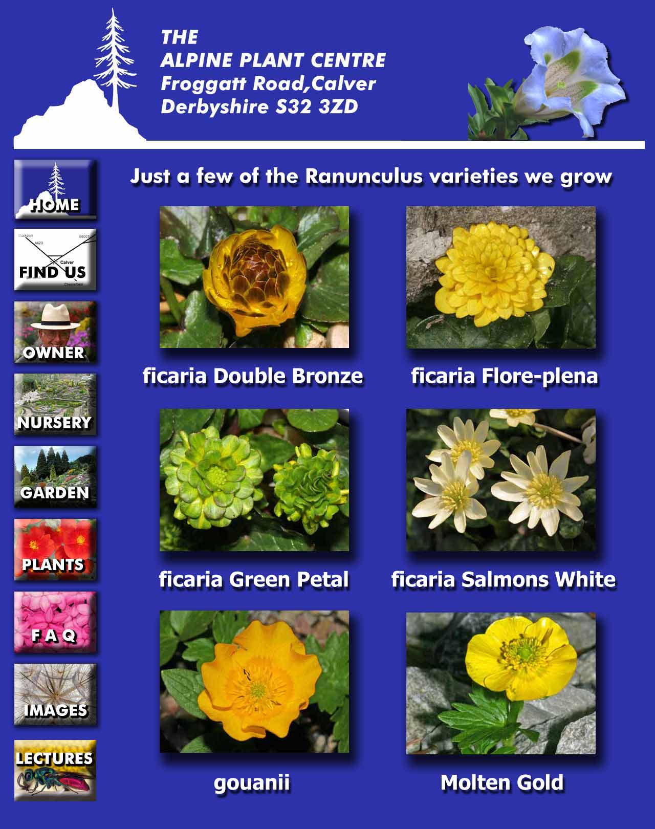 Ranunculus 2